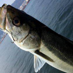 神戸突堤シーバス7本